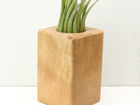 Wood Burl  Air Plant Holder - Roy (Wood Burl, 685261) on Sale