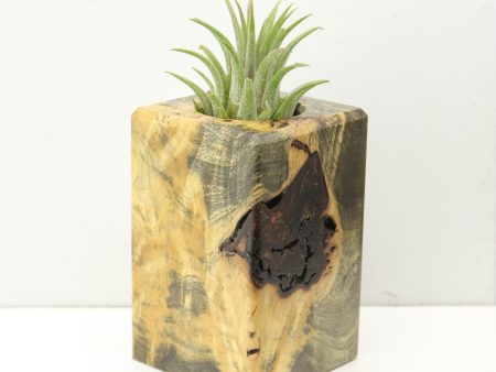 Wood Burl  Air Plant Holder - Tyra (Wood Burl, 686370) Online