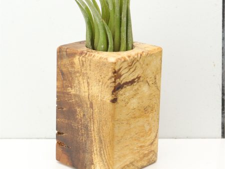 Wood Burl  Air Plant Holder - Jace (Wood Burl, 685267) For Sale