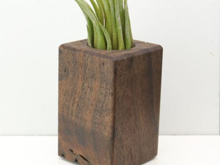 Wood Burl  Air Plant Holder - Jasmin (Wood Burl, 685226) Online Hot Sale