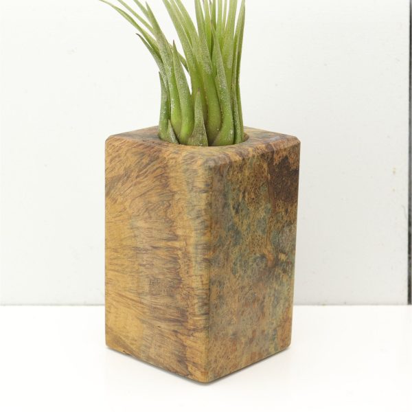 Wood Burl  Air Plant Holder - Bennie (Wood Burl, 685268) Sale