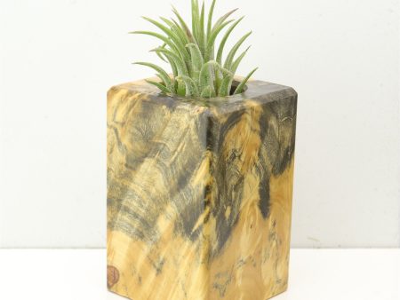 Wood Burl  Air Plant Holder - Issac (Wood Burl, 686360) For Sale