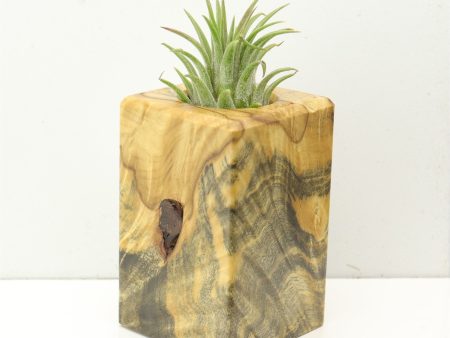 Wood Burl  Air Plant Holder - Sullivan (Wood Burl, 686371) For Sale