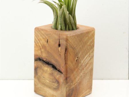 Wood Burl  Air Plant Holder - Landyn (Wood Burl, 685237) Discount