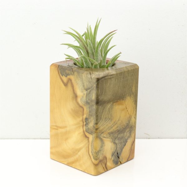 Wood Burl  Air Plant Holder - Ashlee (Wood Burl, 686365) Online now