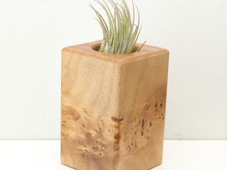 Wood Burl  Air Plant Holder - Sabrina (Wood Burl, 686363) Discount