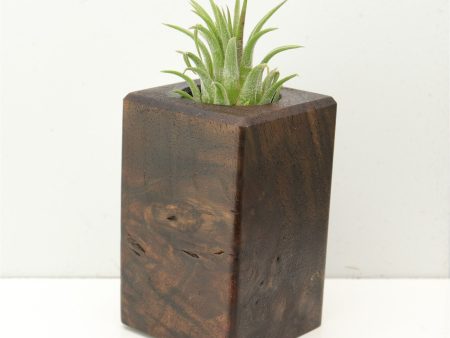 Wood Burl  Air Plant Holder - Jaelyn (Wood Burl, 686348) Cheap