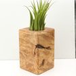 Wood Burl  Air Plant Holder - Alisa (Wood Burl, 685244) For Cheap