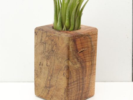 Wood Burl  Air Plant Holder - Malaysia (Wood Burl, 685264) Cheap