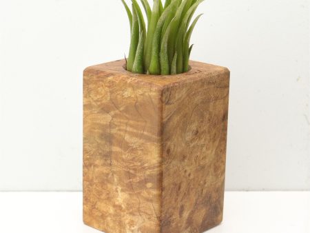 Wood Burl  Air Plant Holder - Romeo (Wood Burl, 685252) Sale