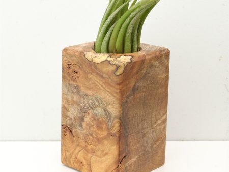 Wood Burl  Air Plant Holder - Lana (Wood Burl, 685254) on Sale