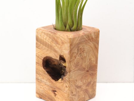 Wood Burl  Air Plant Holder - Zuri (Wood Burl, 685207) For Discount