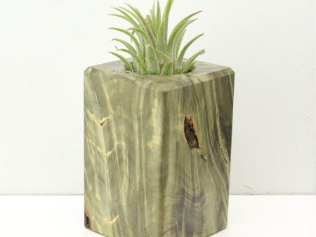 Wood Burl  Air Plant Holder - Raiden (Wood Burl, 686378) Online Hot Sale