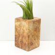 Wood Burl  Air Plant Holder - Beatrice (Wood Burl, 685245) on Sale