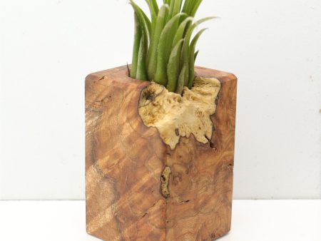 Wood Burl  Air Plant Holder - Mickey (Wood Burl, 685218) Supply