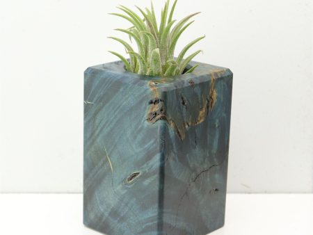 Wood Burl  Air Plant Holder - Kobe (Wood Burl, 686373) For Discount