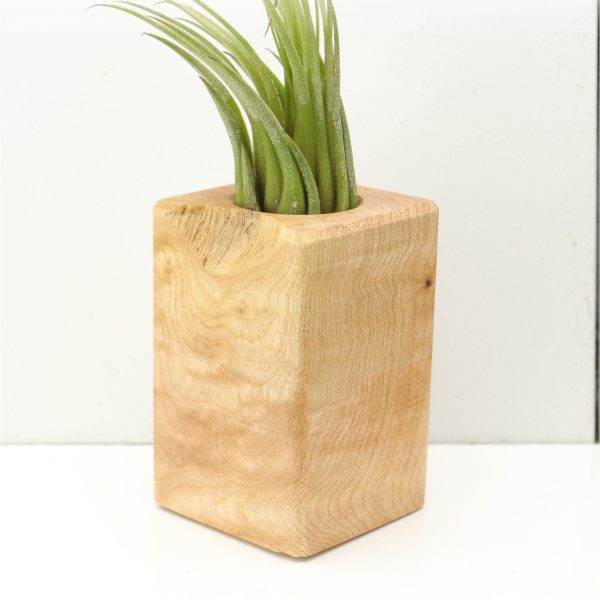 Wood Burl  Air Plant Holder - Addison (Wood Burl, 685265) on Sale