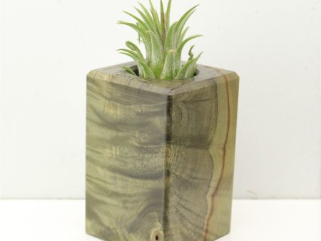 Wood Burl  Air Plant Holder - Willis (Wood Burl, 686359) Hot on Sale