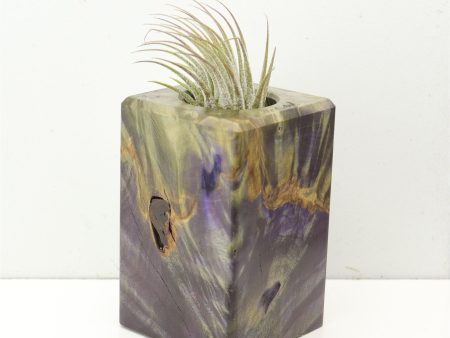 Wood Burl  Air Plant Holder - Wren (Wood Burl, 686357) on Sale