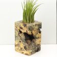 Wood Burl  Air Plant Holder - Angel (Wood Burl, 685212) Online Hot Sale