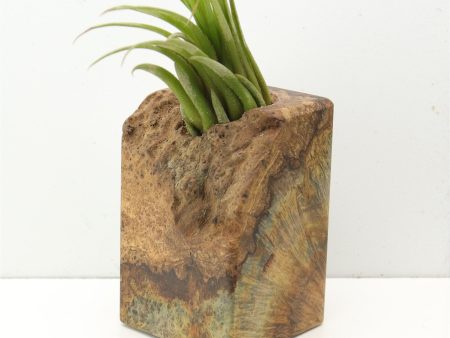 Wood Burl  Air Plant Holder - Jaiden (Wood Burl, 685221) For Sale