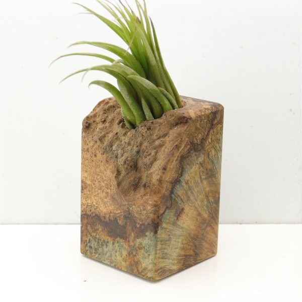 Wood Burl  Air Plant Holder - Jaiden (Wood Burl, 685221) For Sale