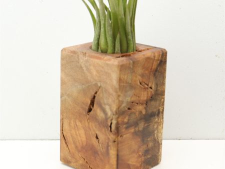 Wood Burl  Air Plant Holder - Vonda (Wood Burl, 685228) Supply