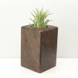 Wood Burl  Air Plant Holder - Hailee (Wood Burl, 686353) Online