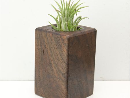 Wood Burl  Air Plant Holder - Hailee (Wood Burl, 686353) Online