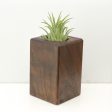 Wood Burl  Air Plant Holder - Garrett (Wood Burl, 686349) on Sale