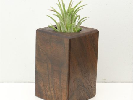 Wood Burl  Air Plant Holder - Garrett (Wood Burl, 686349) on Sale