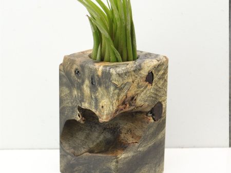 Wood Burl  Air Plant Holder - Shelia (Wood Burl, 685211) For Cheap