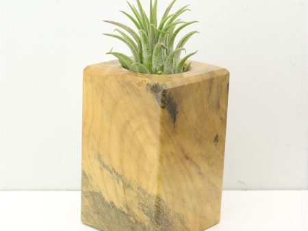 Wood Burl  Air Plant Holder - Rex (Wood Burl, 686368) Sale