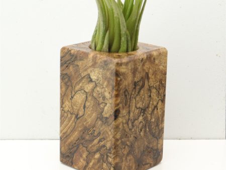 Wood Burl  Air Plant Holder - Rex (Wood Burl, 685227) Sale