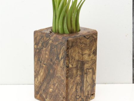 Wood Burl  Air Plant Holder - Kyleigh (Wood Burl, 685240) Cheap