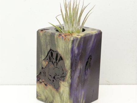 Wood Burl  Air Plant Holder - Kinsley (Wood Burl, 686366) For Discount