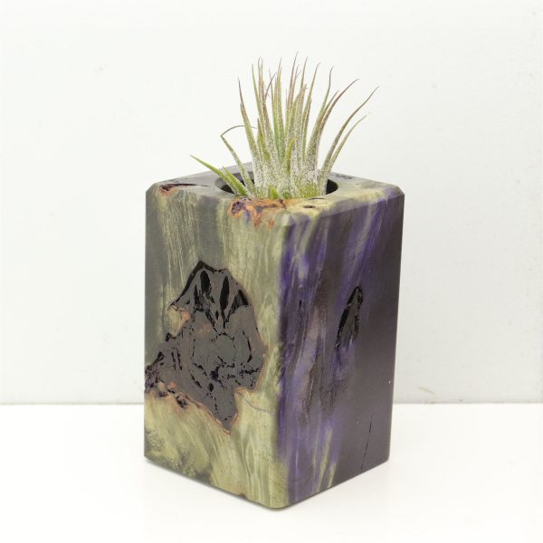 Wood Burl  Air Plant Holder - Kinsley (Wood Burl, 686366) For Discount