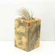 Wood Burl  Air Plant Holder - Amy (Wood Burl, 686346) For Sale