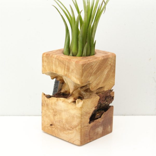 Wood Burl  Air Plant Holder - Annabelle (Wood Burl, 685247) For Sale