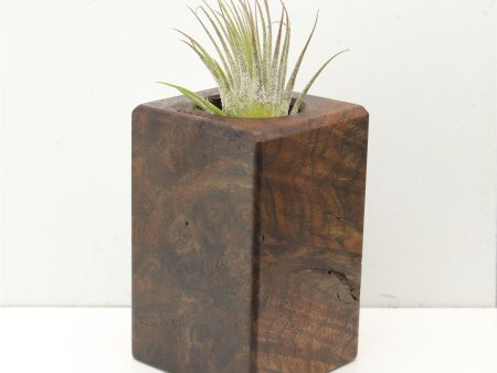 Wood Burl  Air Plant Holder - Virgil (Wood Burl, 686347) Fashion