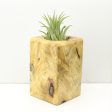 Wood Burl  Air Plant Holder - Hudson (Wood Burl, 686369) Online Sale