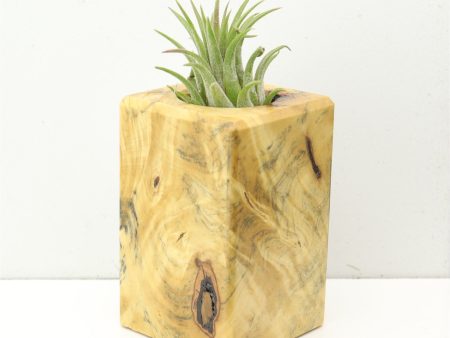 Wood Burl  Air Plant Holder - Hudson (Wood Burl, 686369) Online Sale