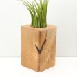 Wood Burl  Air Plant Holder - Tamara (Wood Burl, 685246) For Discount