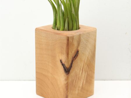 Wood Burl  Air Plant Holder - Tamara (Wood Burl, 685246) For Discount