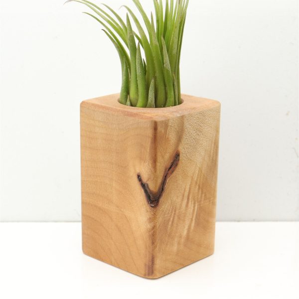 Wood Burl  Air Plant Holder - Tamara (Wood Burl, 685246) For Discount