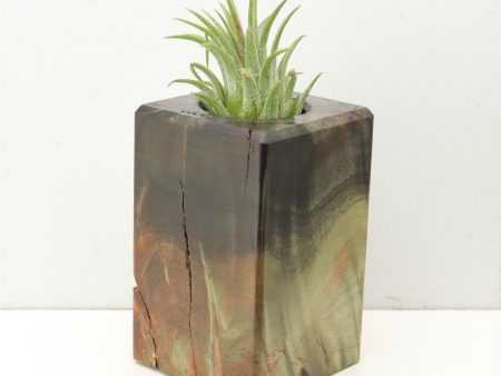 Wood Burl  Air Plant Holder - Keri (Wood Burl, 686354) For Cheap