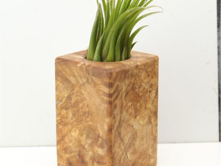 Wood Burl  Air Plant Holder - Nina (Wood Burl, 685243) Supply