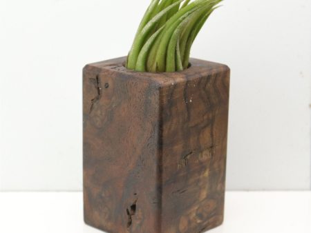 Wood Burl  Air Plant Holder - Hailee (Wood Burl, 685214) Sale