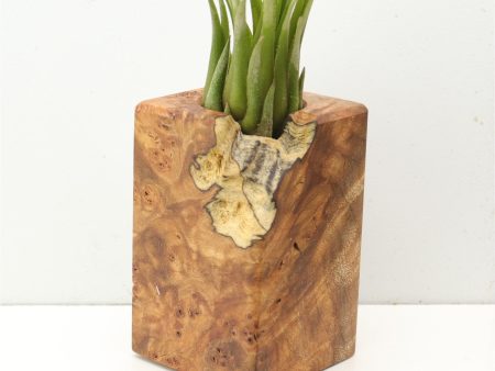 Wood Burl  Air Plant Holder - Pat (Wood Burl, 685224) For Sale