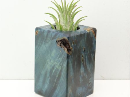 Wood Burl  Air Plant Holder - Ginger (Wood Burl, 686380) Online now